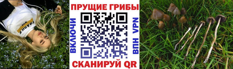 Псилоцибиновые грибы ЛСД  где можно купить наркотик  Сочи 