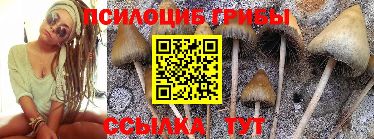 Сочи  Псилоцибиновые грибы мухоморы  Вход с VPN 